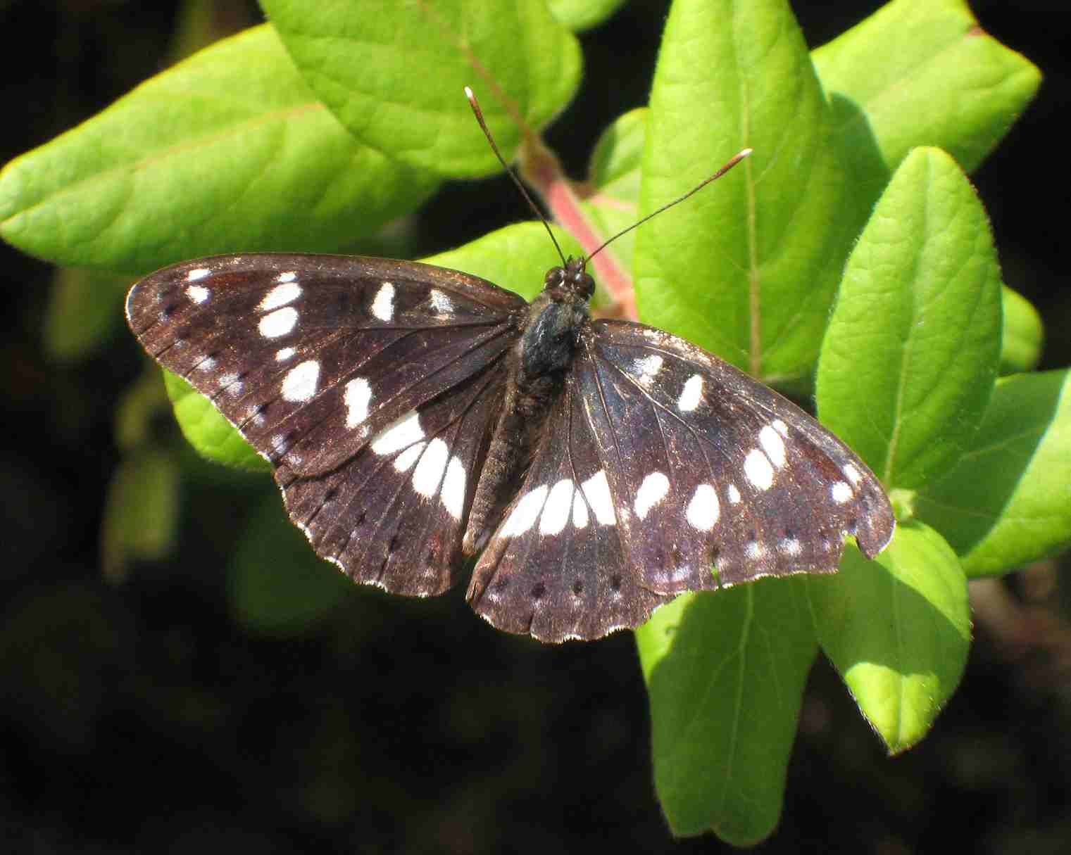 Limenitis reducta Limenitis reducta